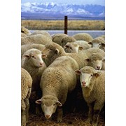Овцы фотография