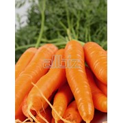 Морковь свежая мытая фото