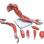 Модель руки с мыщцами, 6 частей М11 фото