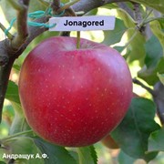 Яблоки Jonagored, Яблоки Джонагоред фото