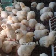 Цыплята- бройлеры 7-10 дневные на доращивание