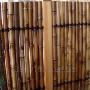 Забор из бамбука фото