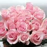 Цветы живые Бровары, В Броварах самая низкая Цена и самый широкий ассортимент фото