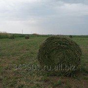 Сено люцерны фото
