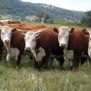 Программный модуль "Рацион" Назначение: расчет оптимальных суточных рационов кормления крупного рогатого скота на заданную продуктивность с учетом собственных и покупных кормов в хозяйстве.