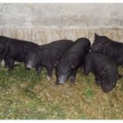 Břichá vietnamská selátka, kupte.Břichá vietnamská selátka, kupte. fotografie