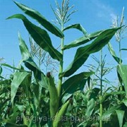 Гибрид кукурузы ДКС 315 ФАО 310