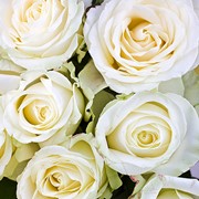 Розы белые “Аваланж“ фотография