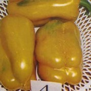 Семена перца, Ватаг `желтый` фото