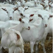 Зааненские козы. Стадо. фото