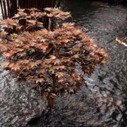 Фонтан - дерево “Японский клён” фото