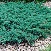 Можжевельник горизонтальный Блу Чип (Juniperus horizontalis 'Blue Chip') фото