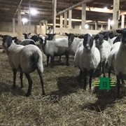 Овцы племенные Романовской породы фото