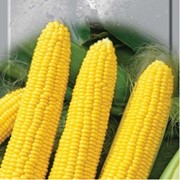 Семена кукурузы Почаевская 190МВ фото