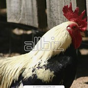 Разведение кур фото
