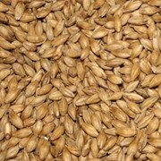 Закупка пшеницы фуражной фото