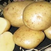 Картофель белых сортов