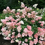 Гортензия метельчатая Ванилла Фрейз (Hydrangea paniculata 'Vanille-Fraise'®) фотография
