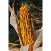 Купить гибрид кукурузы Оржица 237 МВ фото