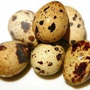 Яйца перепелиные инкубационные | купить яйца перепелиные | яйца перепелиные купить | Львов | Украина
