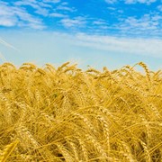 Пшеница, ячмень, бобовые, масличные культуры, рапс (ООО Первятичи-Агроком)
