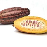 Какао фрукт Cacao fruit, импортная продукция ОПТОМ