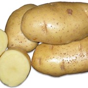 Картофель сортовой Санте