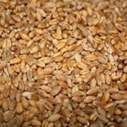 Пшеница продовольственная, фуражная фото