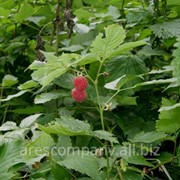 Малина Rubus Fruticosus 30-50