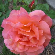 Розы плетистые, Вестерланд фото