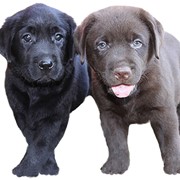 Дрессировка щенков фото