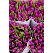 Тюльпаны Purple Flag к 8 марта фото