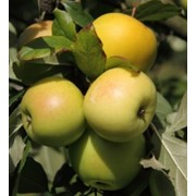 Яблоня домашняя Мутсу зимняя Malus domestica высота 100-120см фотография