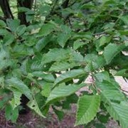 Граб обыкновенный Carpinus Betulus 50-80