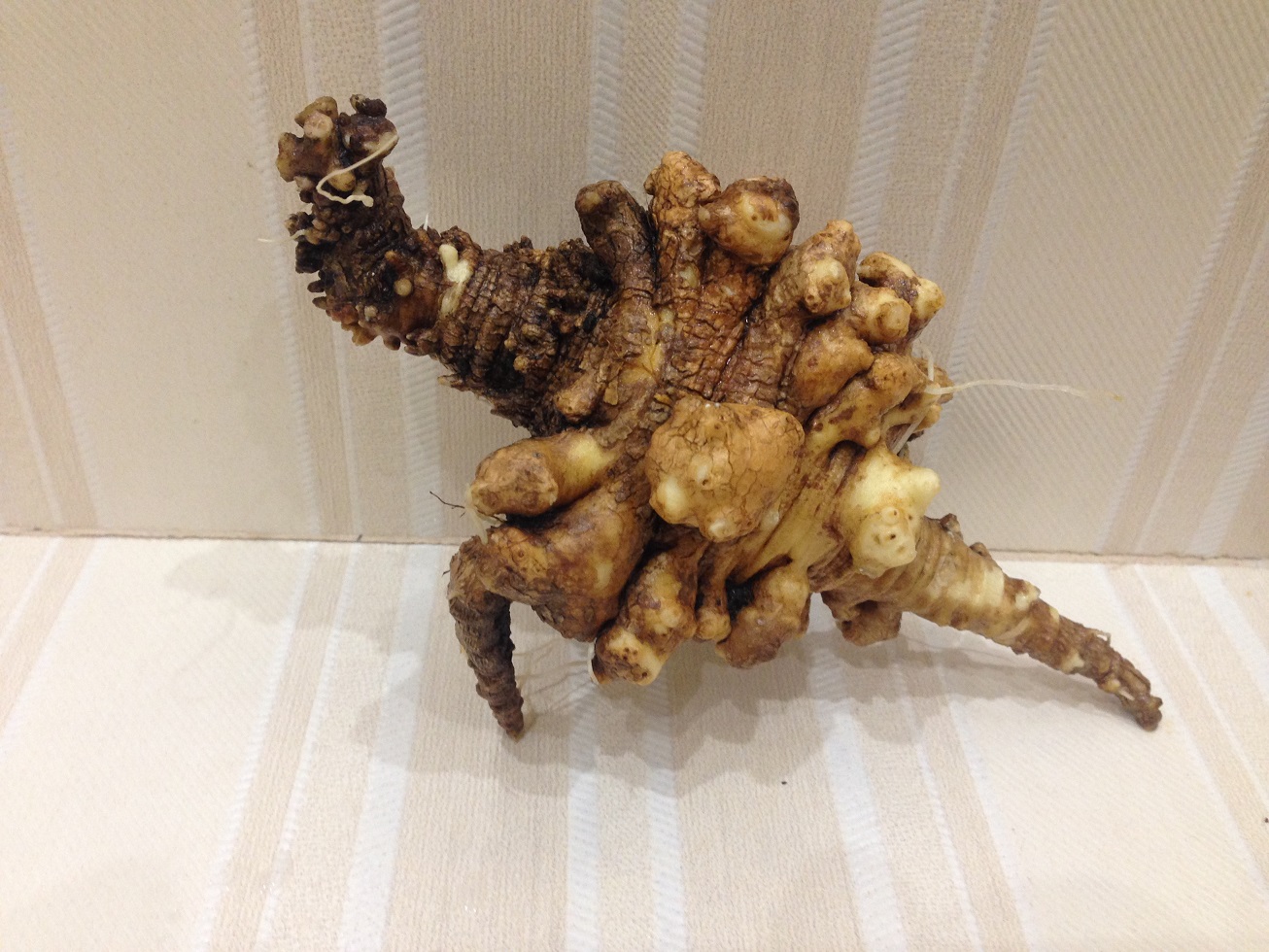 Женьшень владивосток. Женьшень дальневосточный. Растения владивостока. Женьшень приморья. Музей женьшеня владивосток.