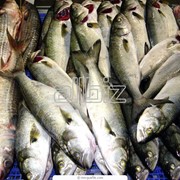 Оптовая торговля рыбопродукцией, рыболовство фото