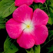Семена цветов Катарантуса Титан F1 100 шт. роуз хеллоу фотография