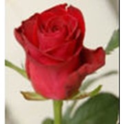 Розы красные Ред Вау фото
