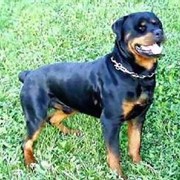 Дрессировка ротвейлера в Харькове фото