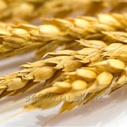 Пшеница 5 класс фото