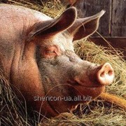 Премикс для свиней Откорм Универсальный "Ф Амино" 3-2,5% от 40-120кг