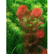 Кабомба красная (Cabomba piauhyensis) 15 см фото