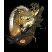 Голова волка на медальоне