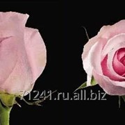 Срезанный цветок Роза Титаник фото