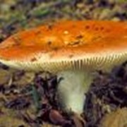 Сыроежки фото