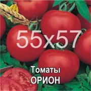 Семена томатов Орион (Молдова) фото
