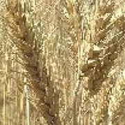 Семена Пшеницы Антоновка элита фото