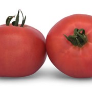 Семена томатов розовых KS 222 F1