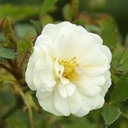 Роза альба