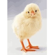 Суточные цыплята,выращенные из домашнего яйца,домашняя птица,молодняк цыплят. фото